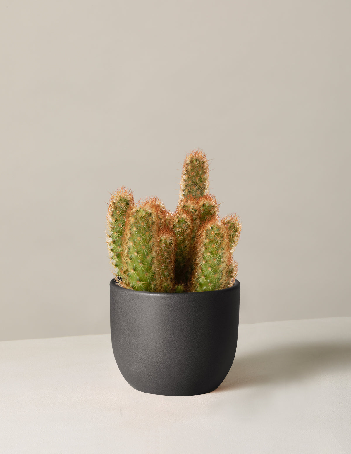 Ladyfinger Kaktüsü (Mammillaria elongata)