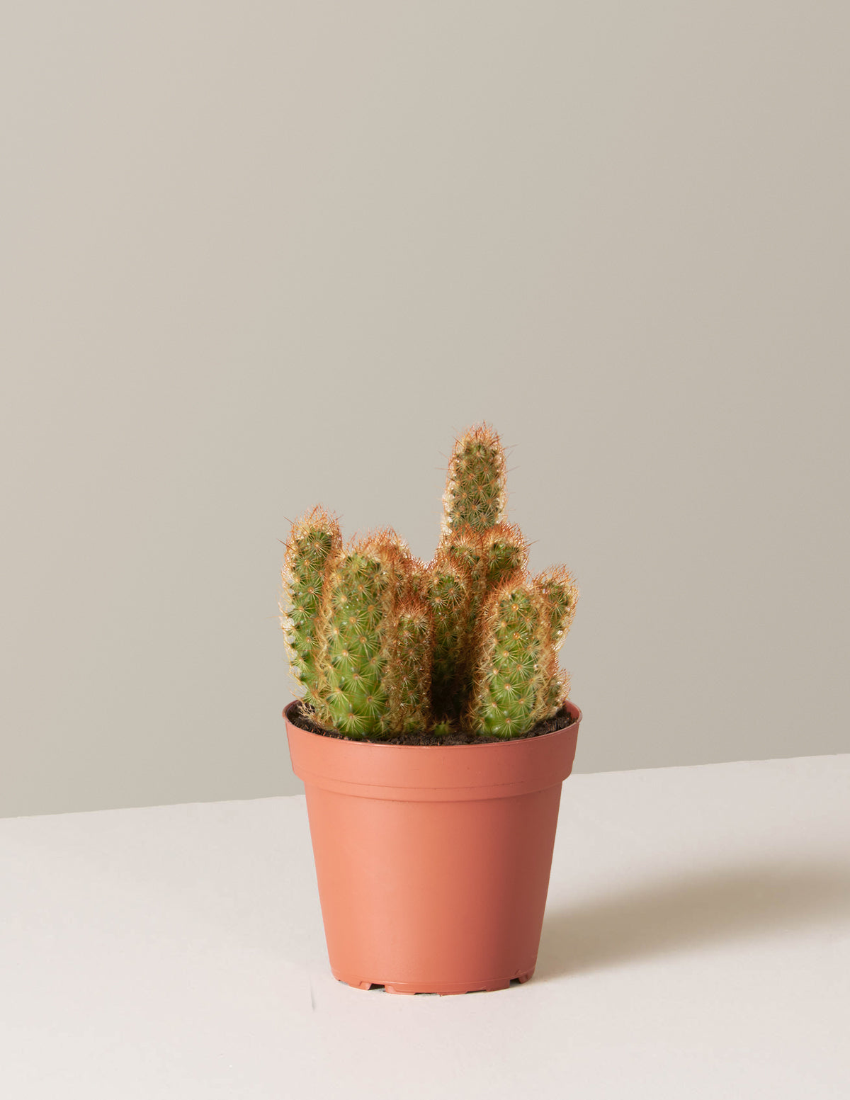 Ladyfinger Kaktüsü (Mammillaria elongata)
