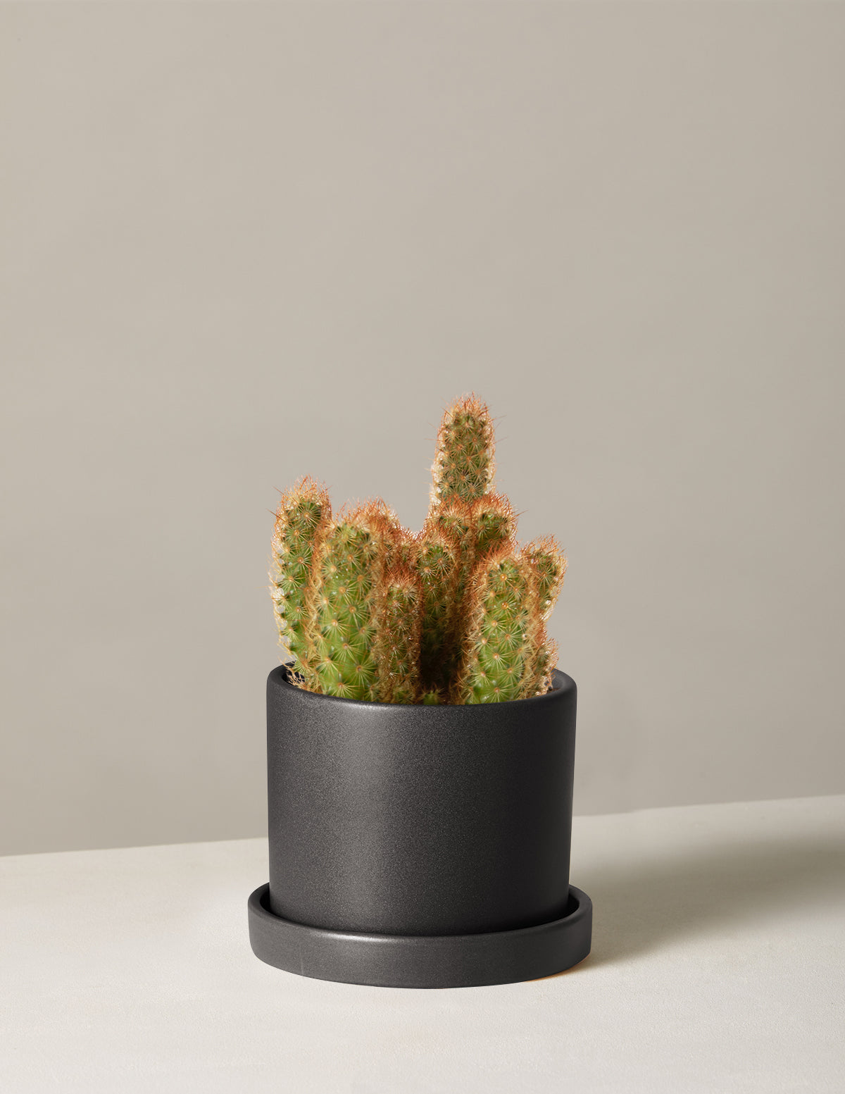 Ladyfinger Kaktüsü (Mammillaria elongata)