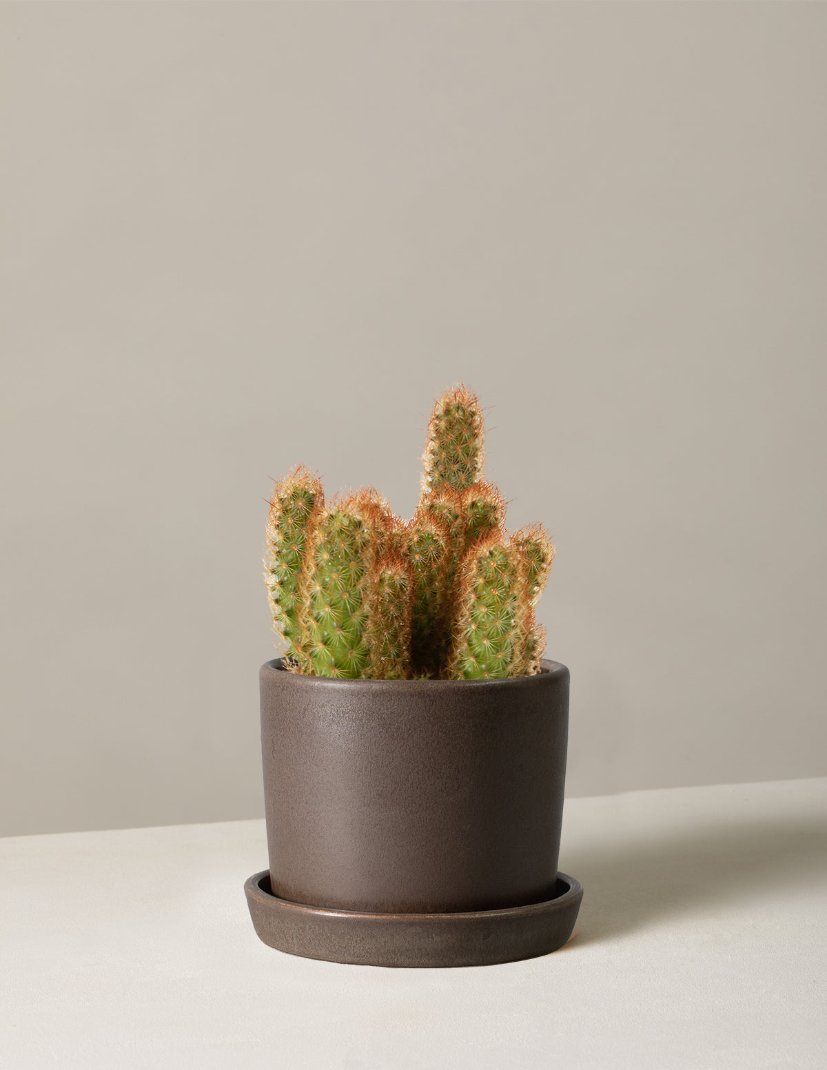 Ladyfinger Kaktüsü (Mammillaria elongata)