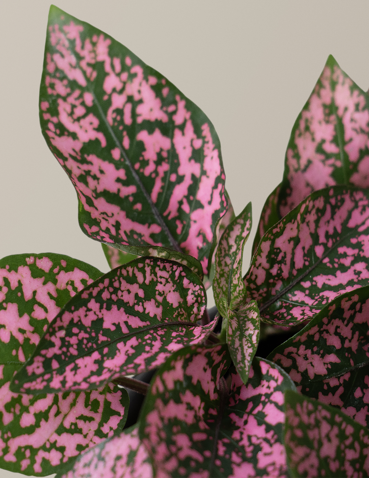 Pembe Benekli Bitki (Pink Polka Dot Plant)