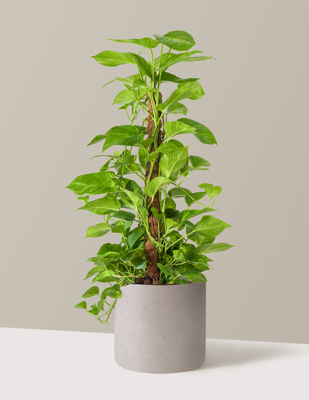 Golden Pothos