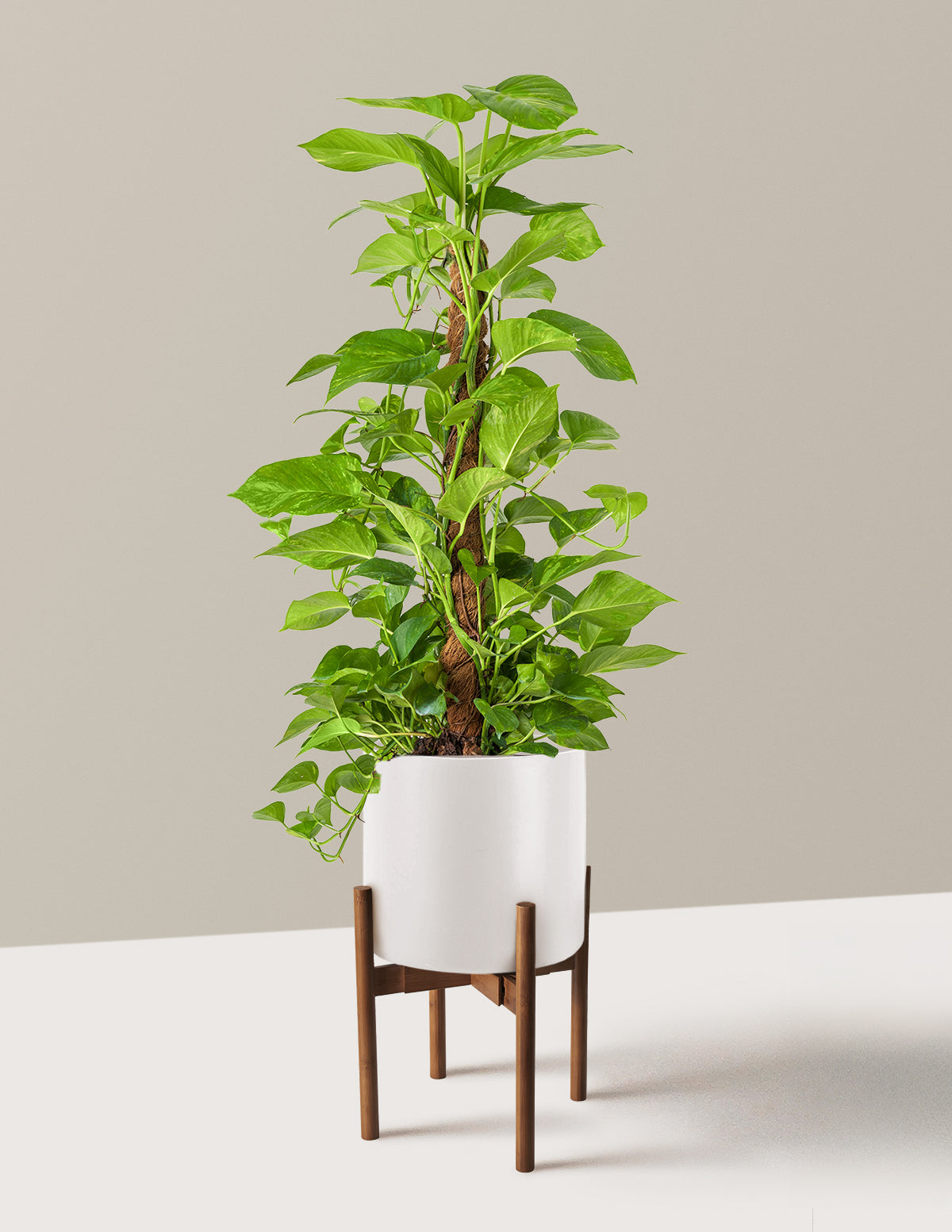 Golden Pothos