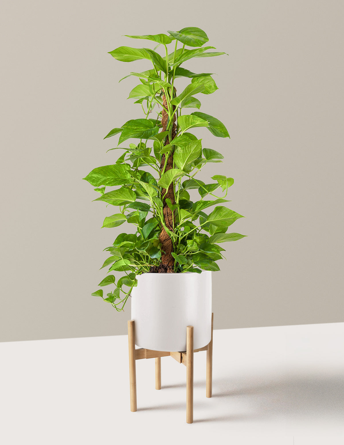 Golden Pothos