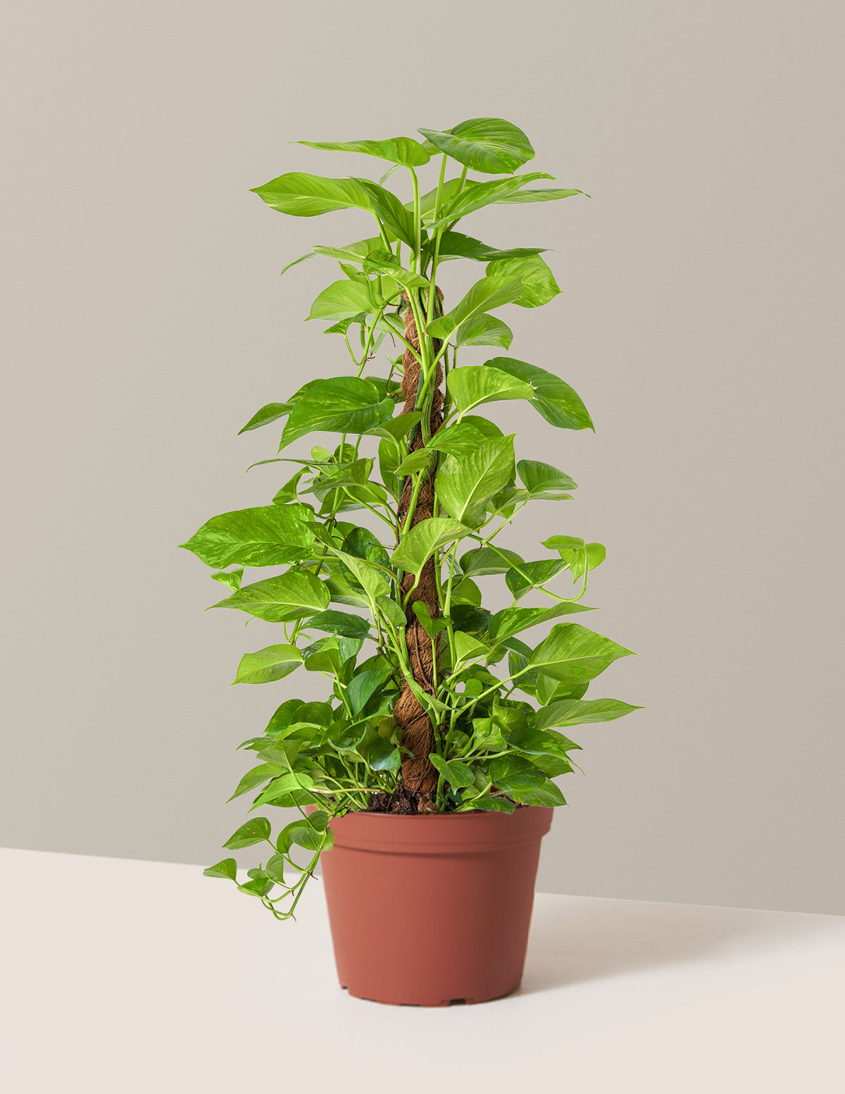 Golden Pothos