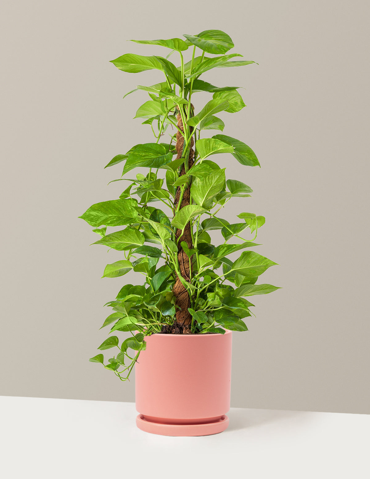 Golden Pothos
