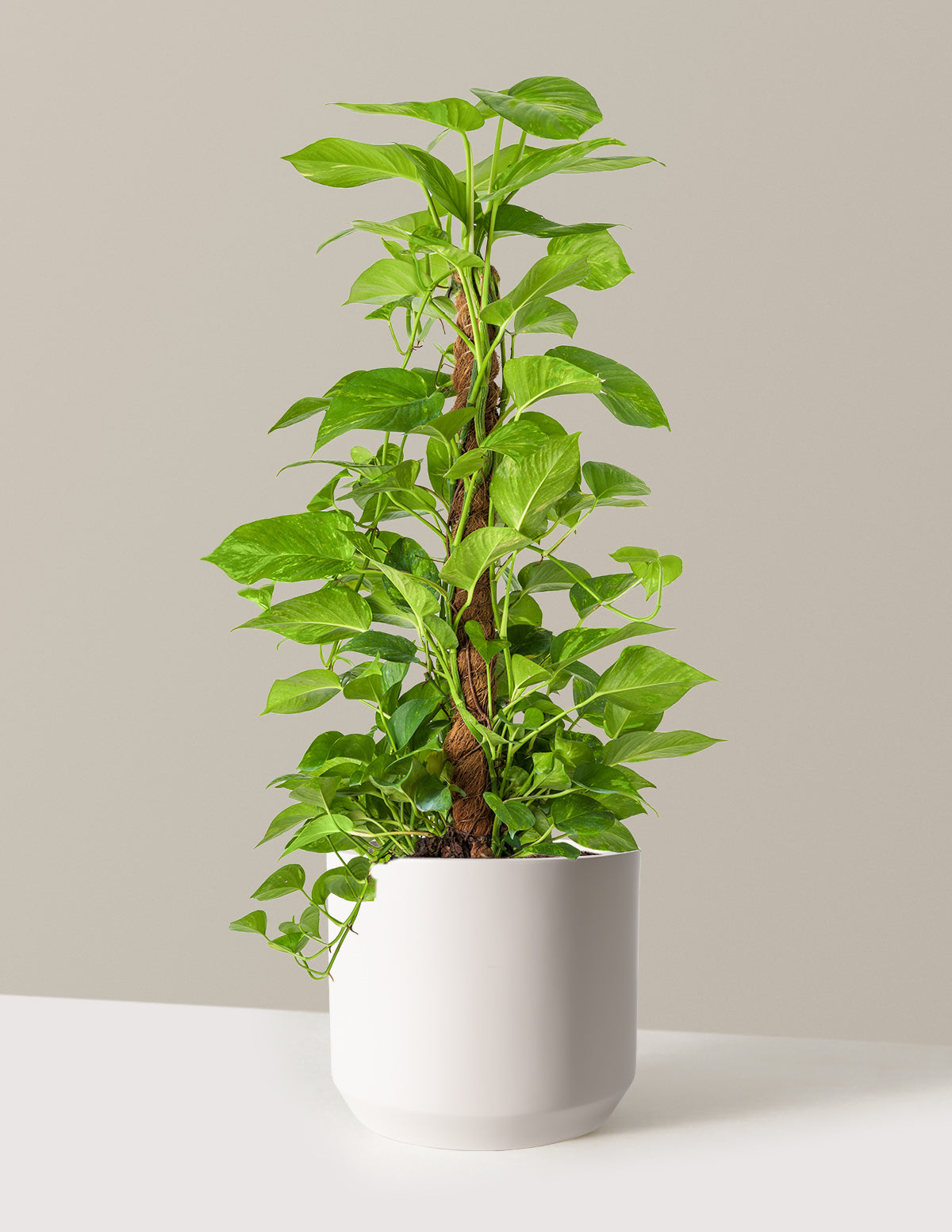 Golden Pothos