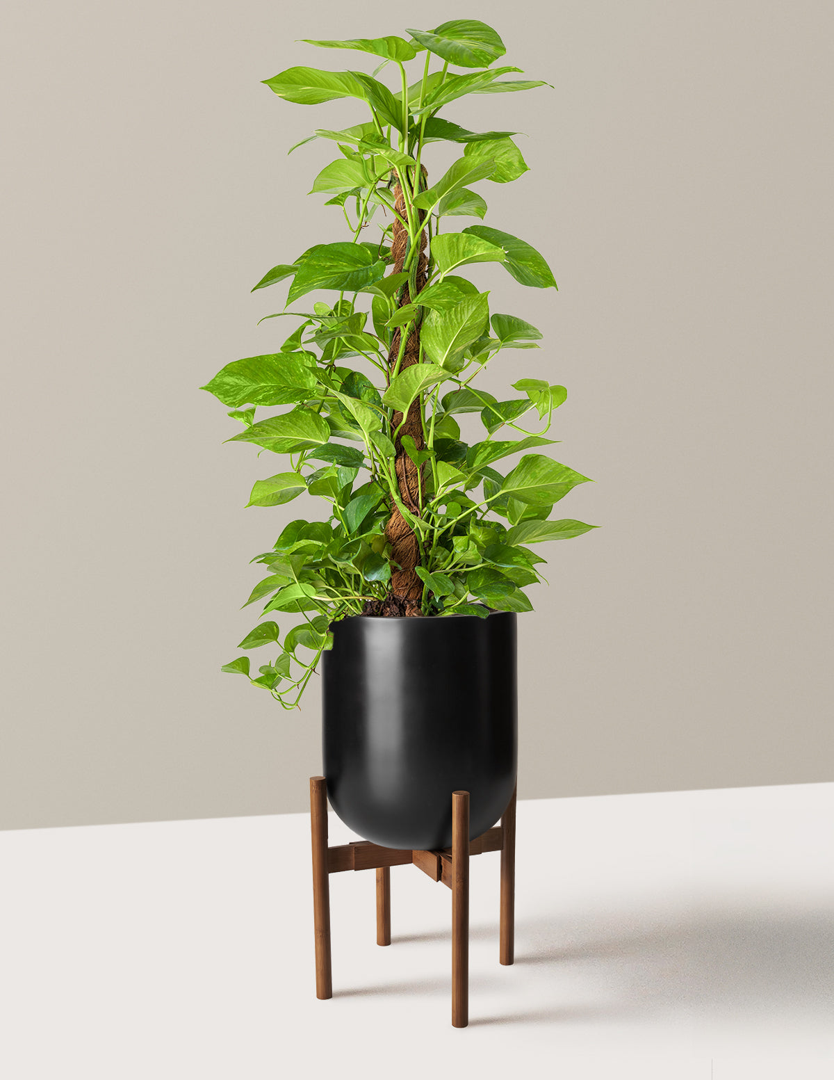 Golden Pothos
