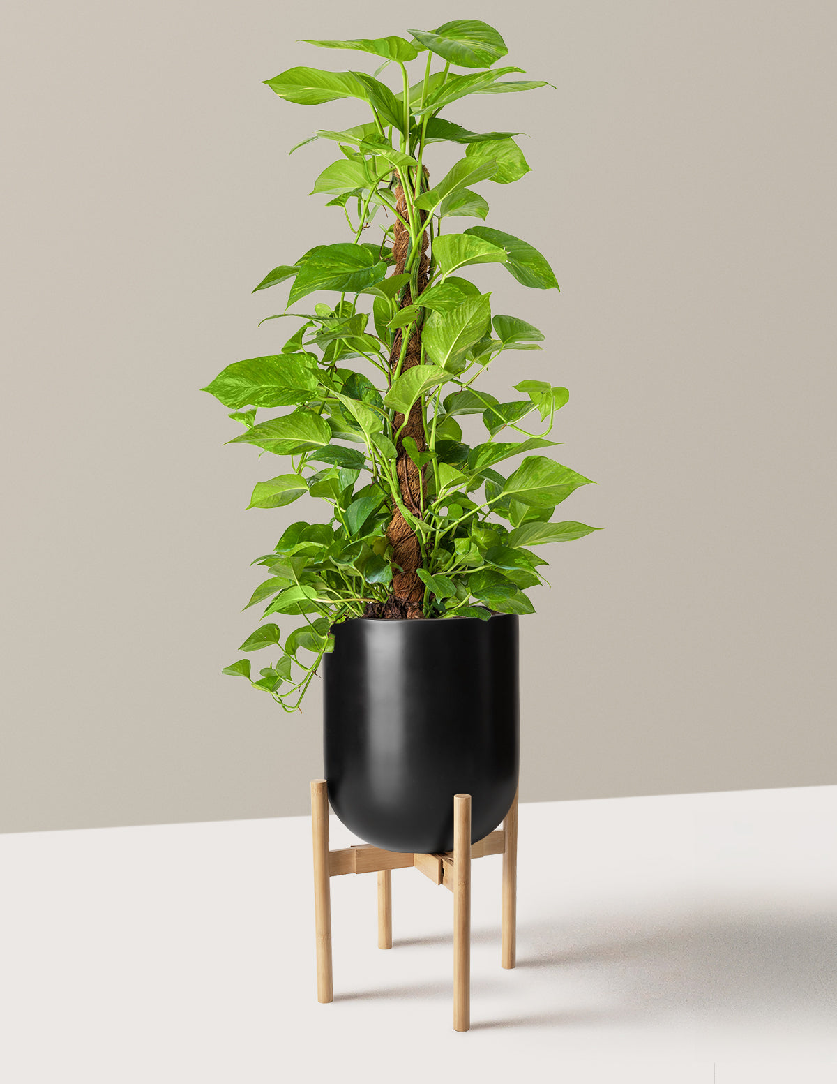 Golden Pothos