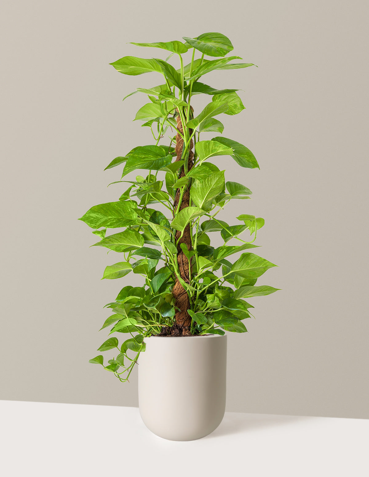 Golden Pothos