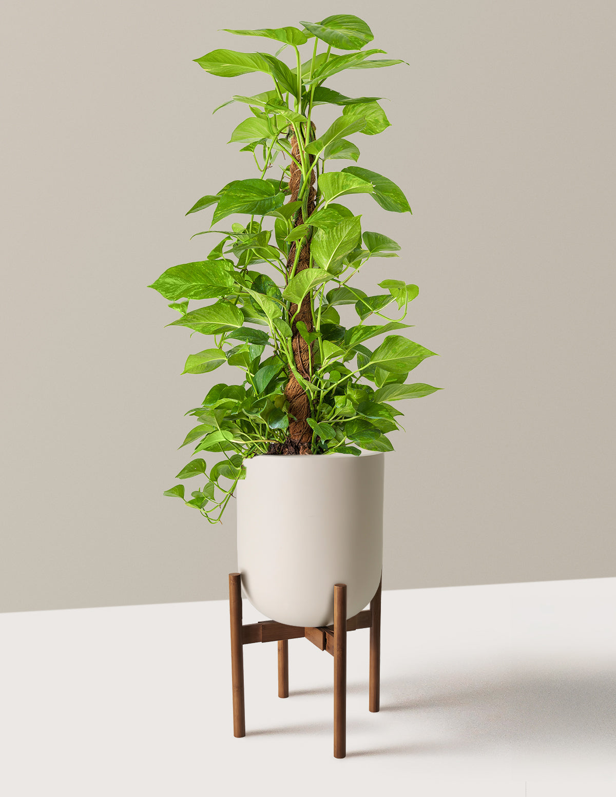 Golden Pothos
