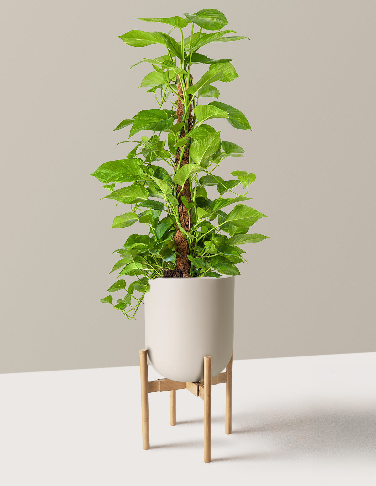 Golden Pothos