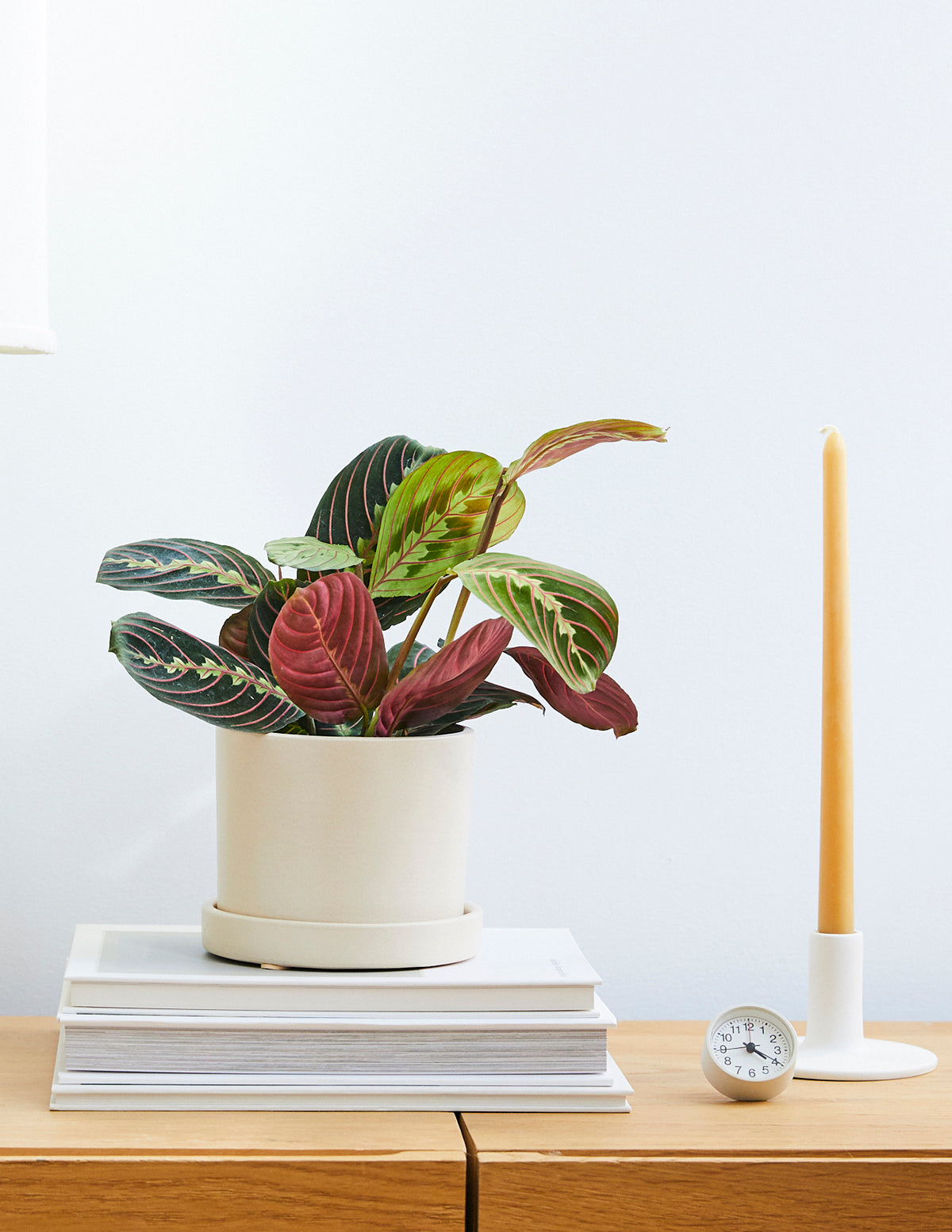 Kırmızı Dua Çiçeği (Red Prayer Plant)