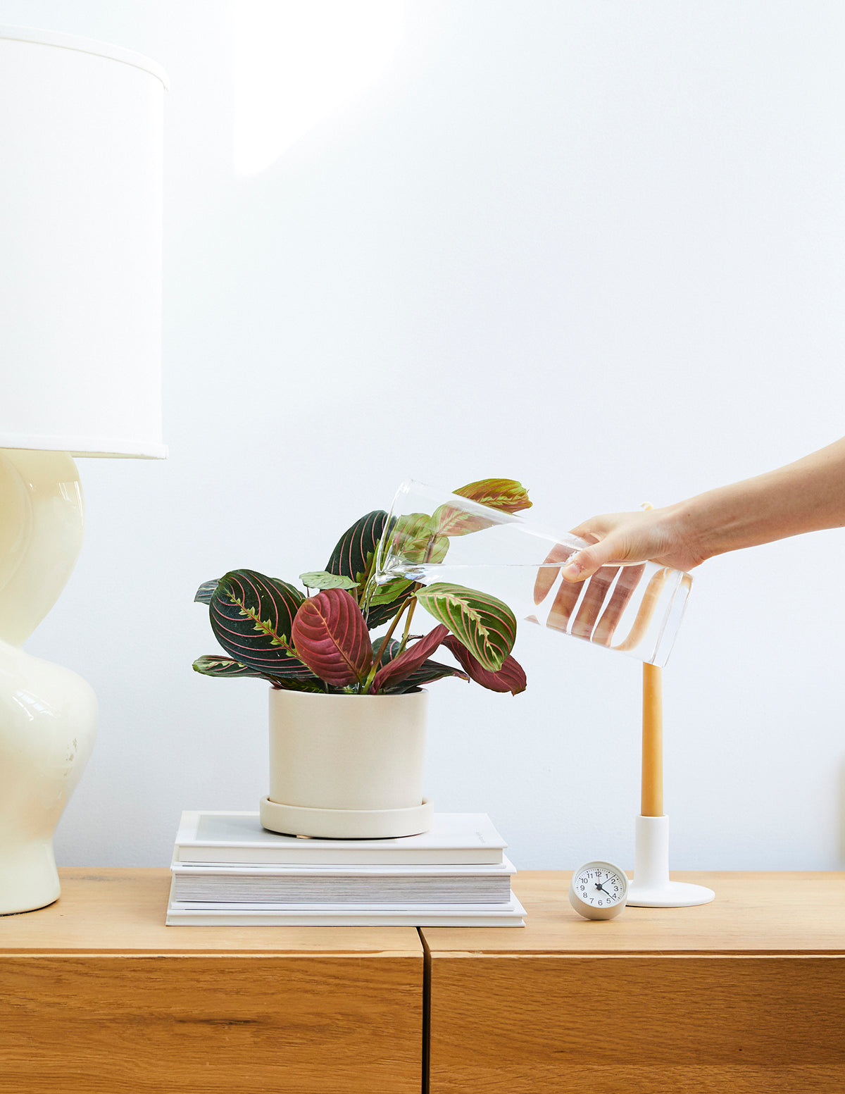 Kırmızı Dua Çiçeği (Red Prayer Plant)