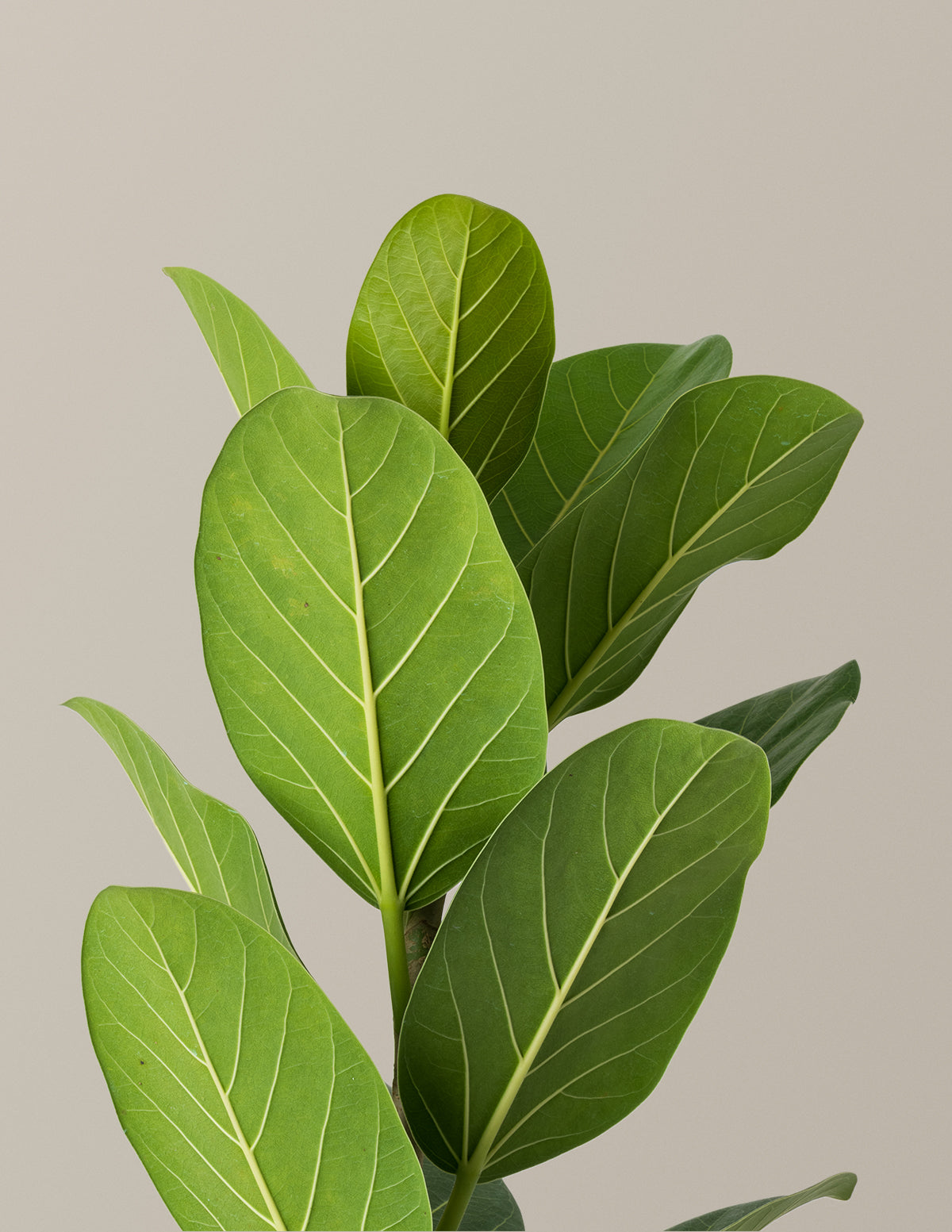 Ficus Audrey Ağacı