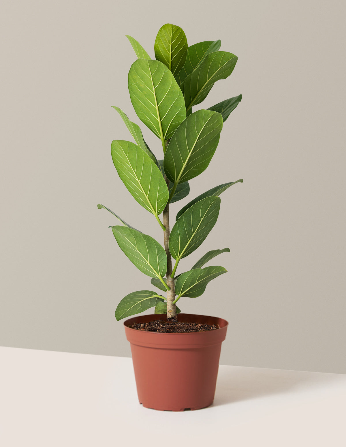 Ficus Audrey Bush