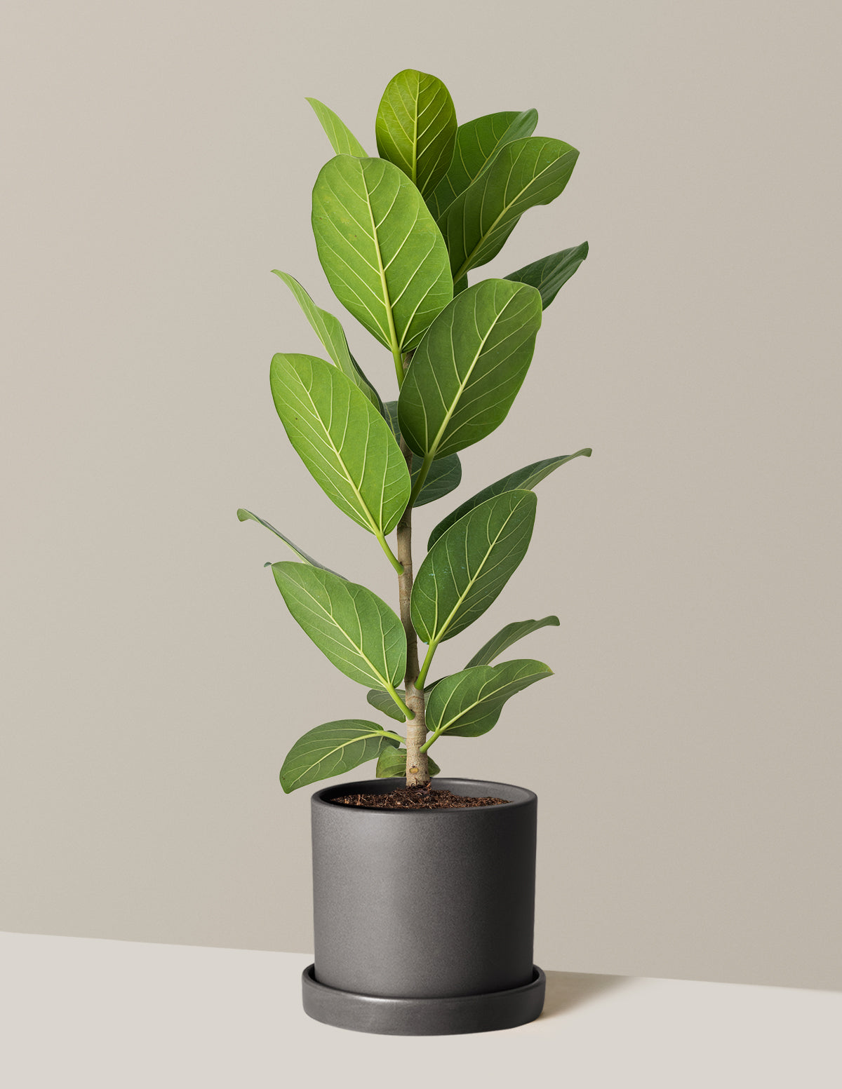 Ficus Audrey Bush