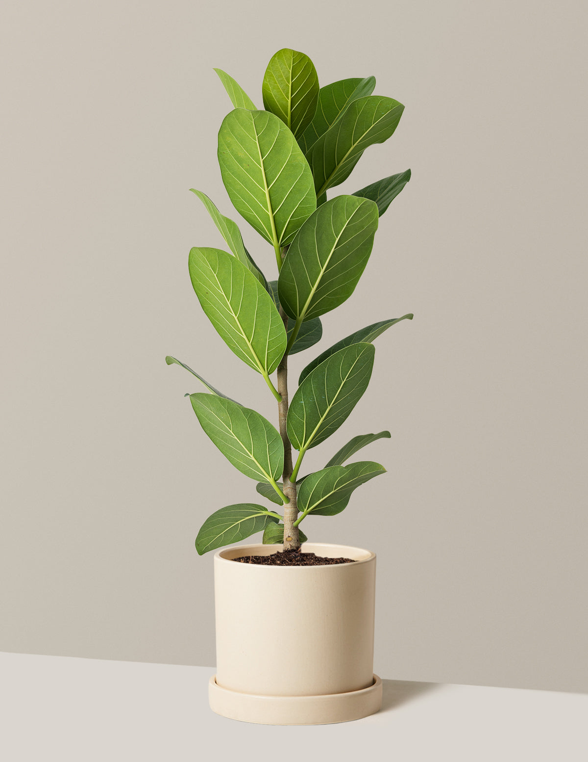 Ficus Audrey Bush