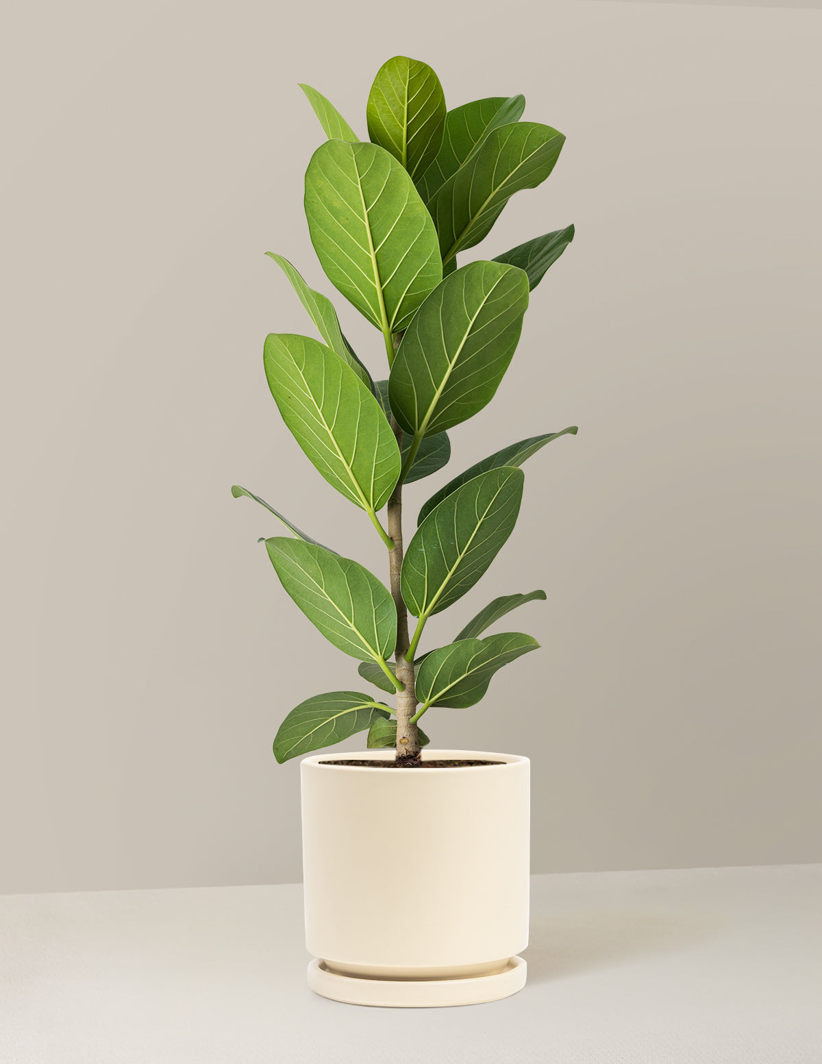 Ficus Audrey Bush