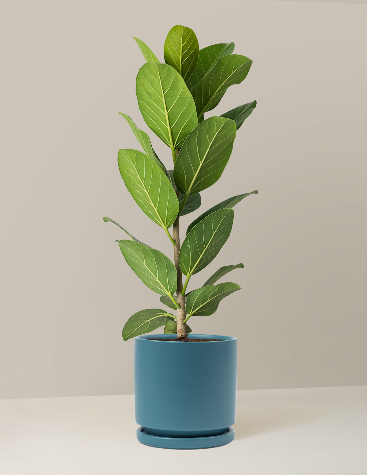 Ficus Audrey Bush