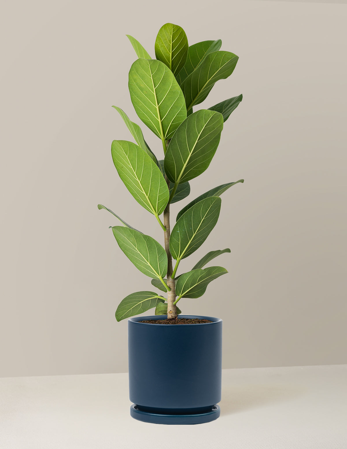 Ficus Audrey Bush