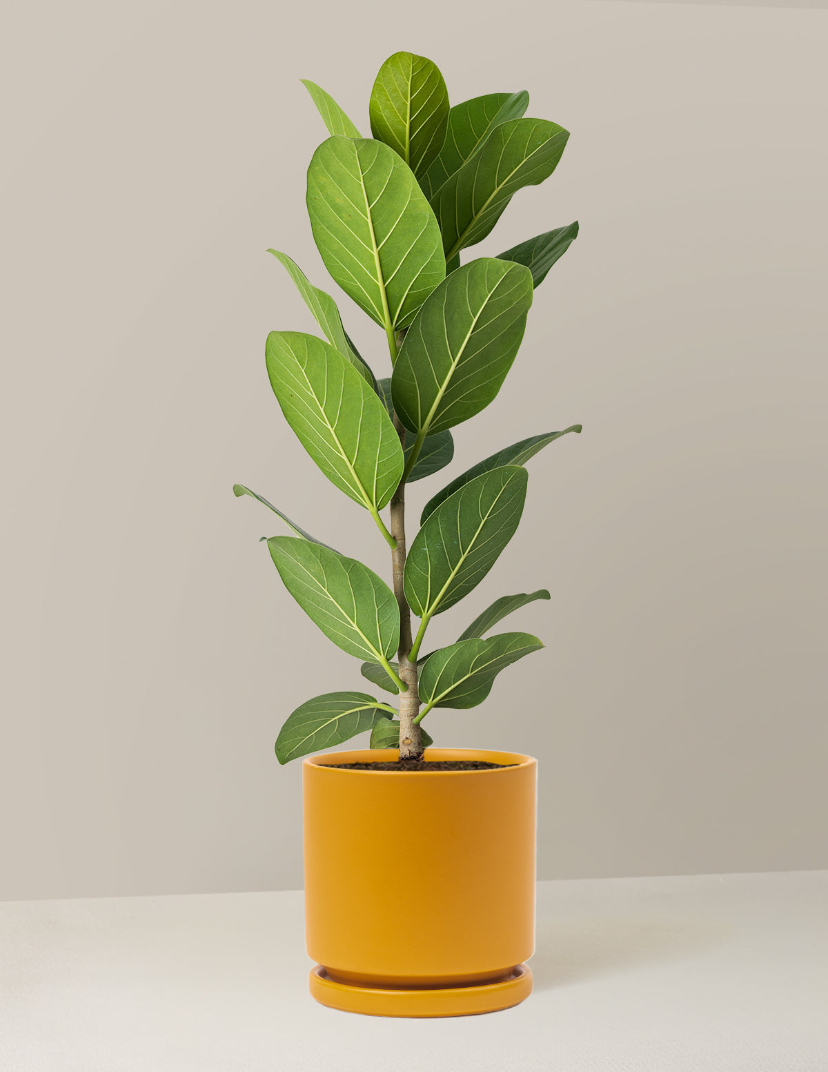 Ficus Audrey Bush