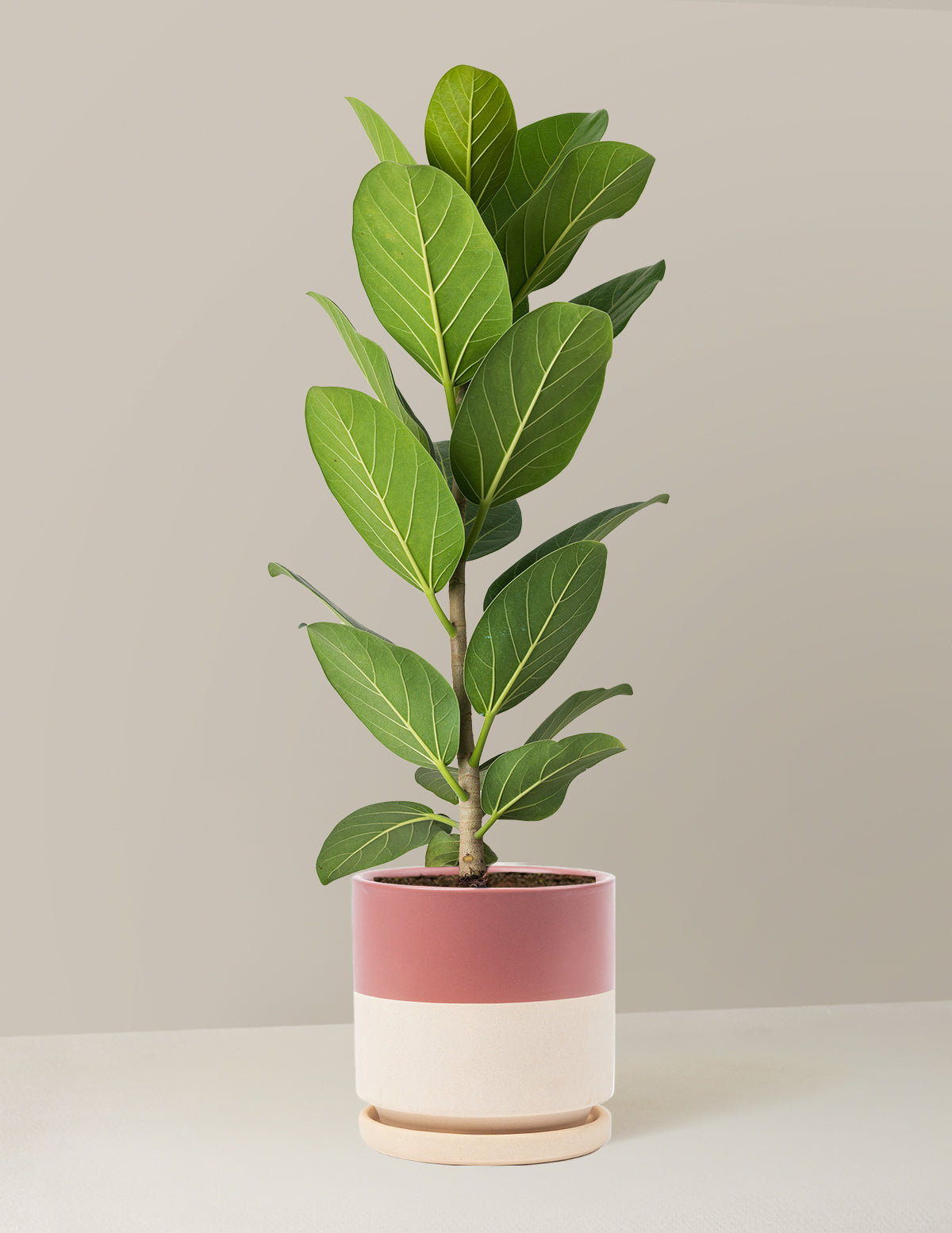 Ficus Audrey Bush