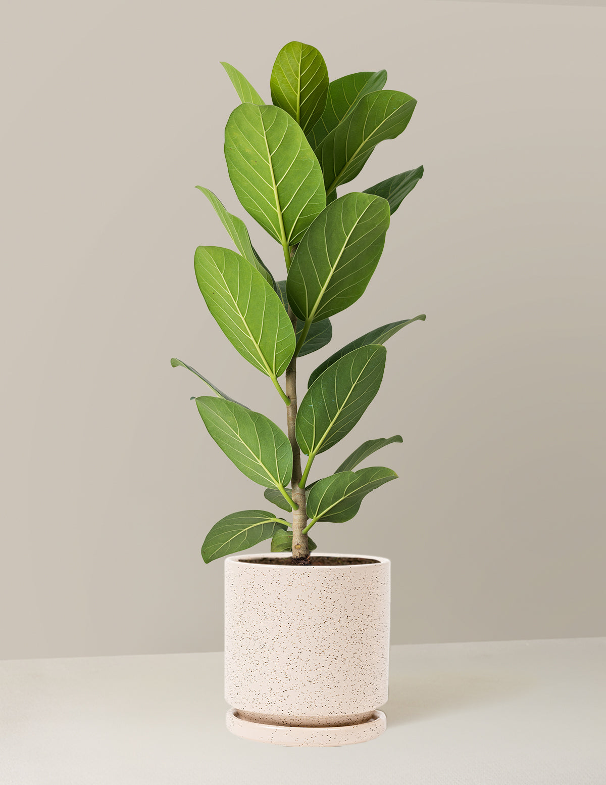 Ficus Audrey Bush