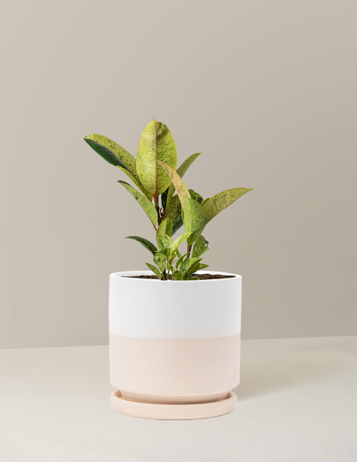 Ficus Shivereana