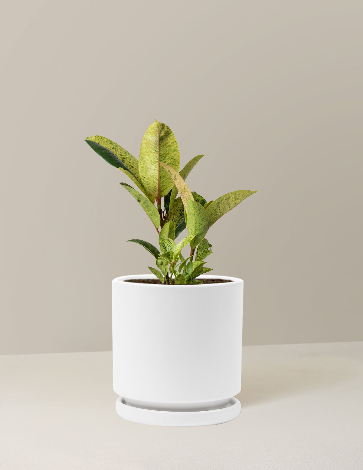 Ficus Shivereana