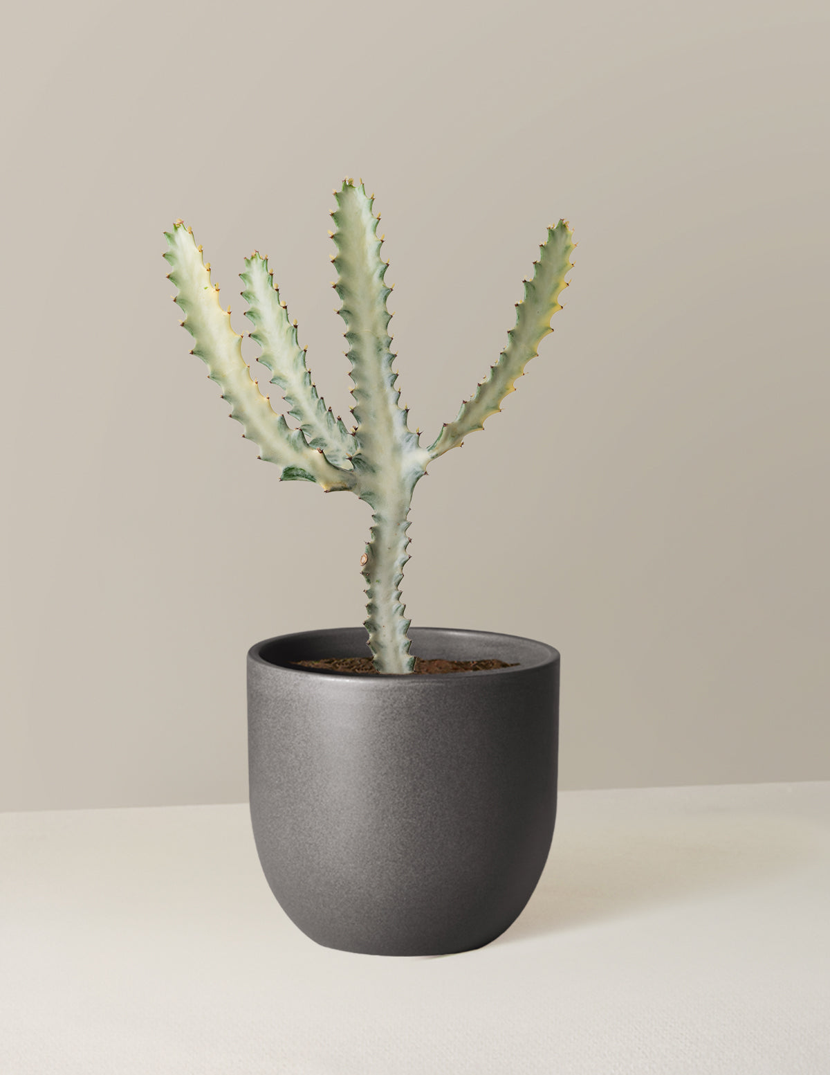 Euphorbia White Ghost