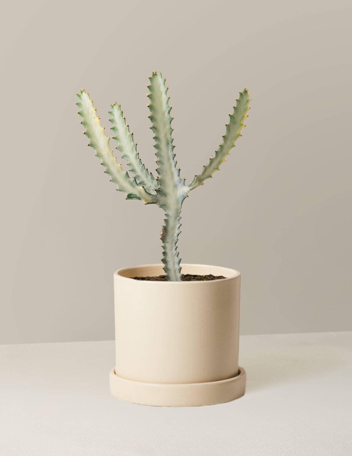 Euphorbia White Ghost