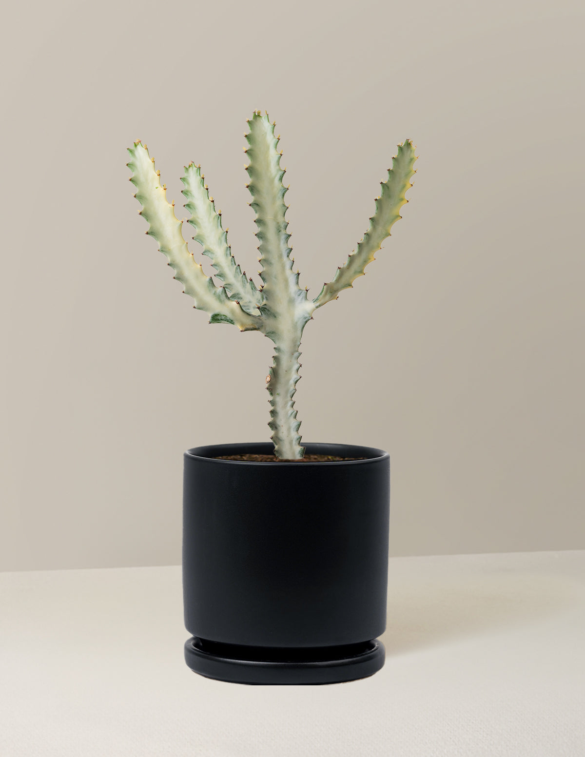 Euphorbia White Ghost