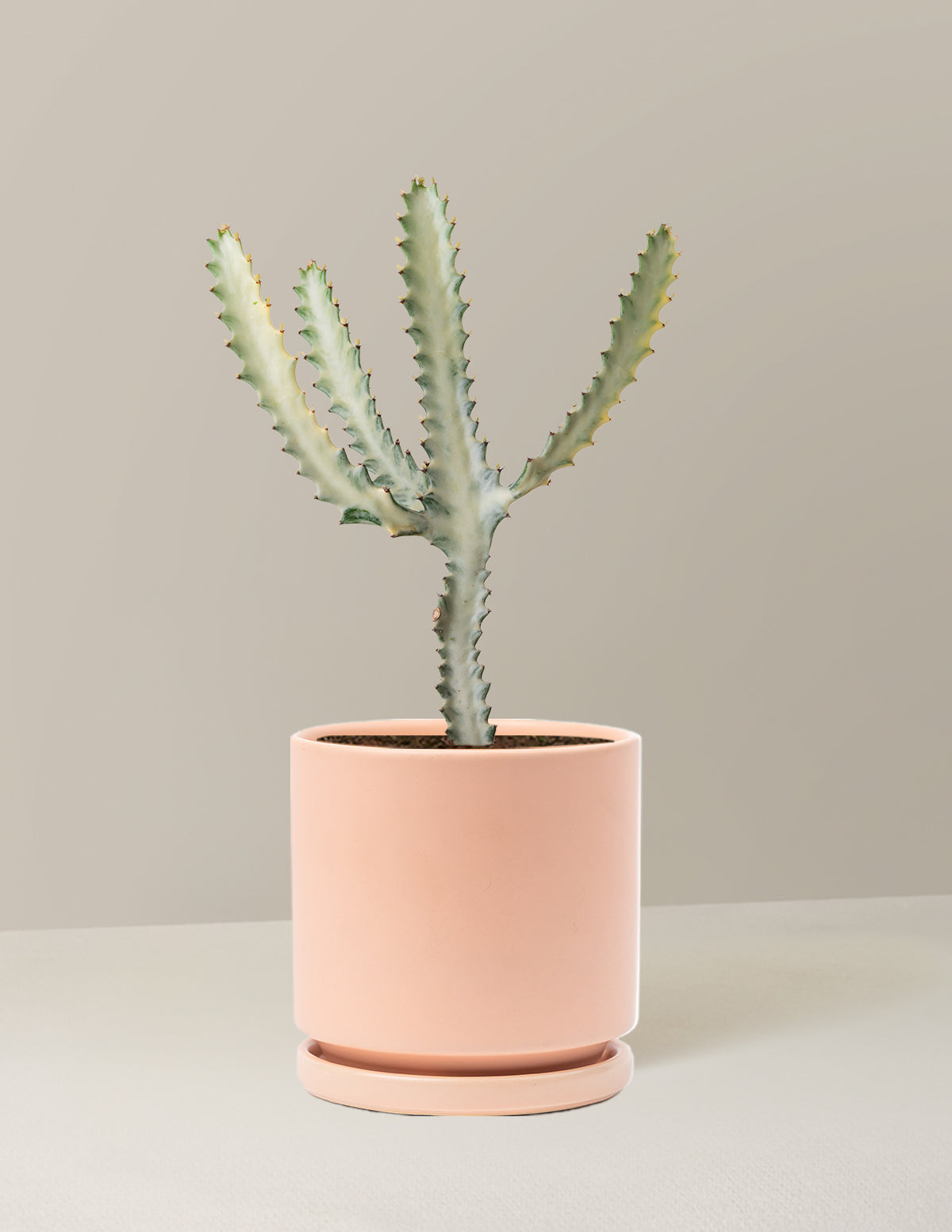 Euphorbia White Ghost