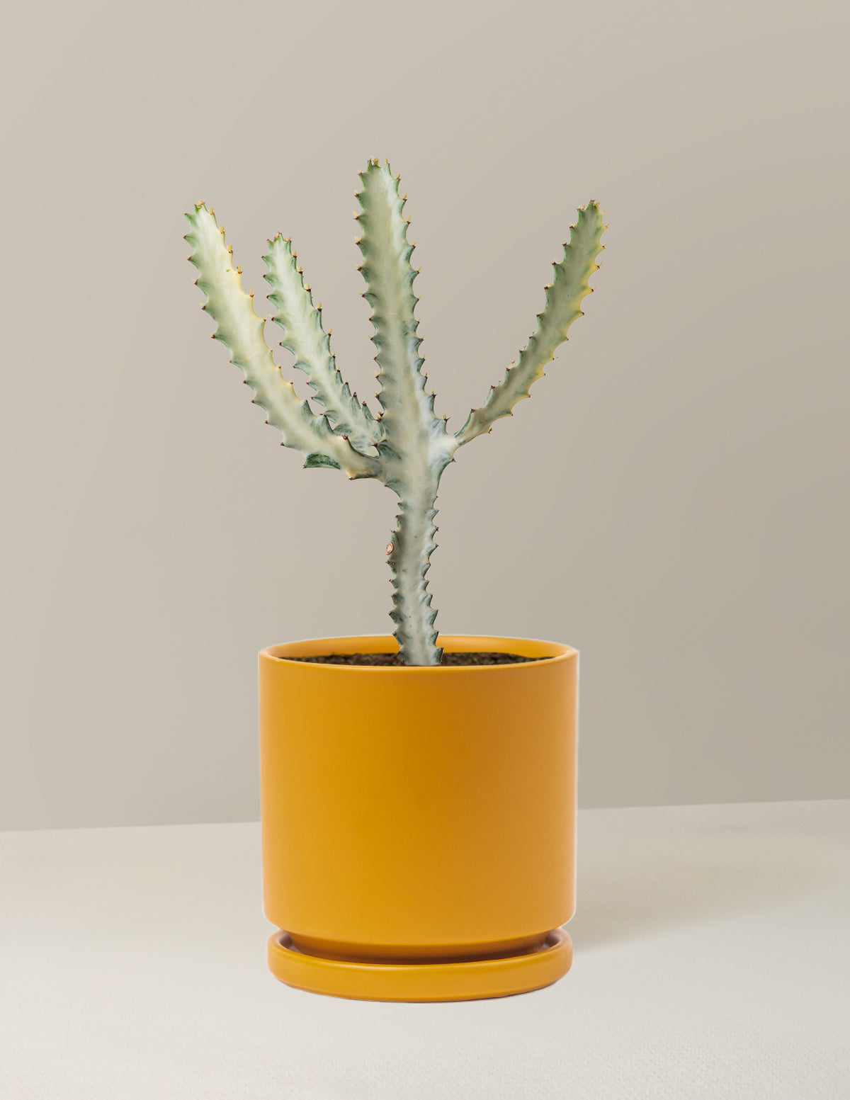 Euphorbia White Ghost