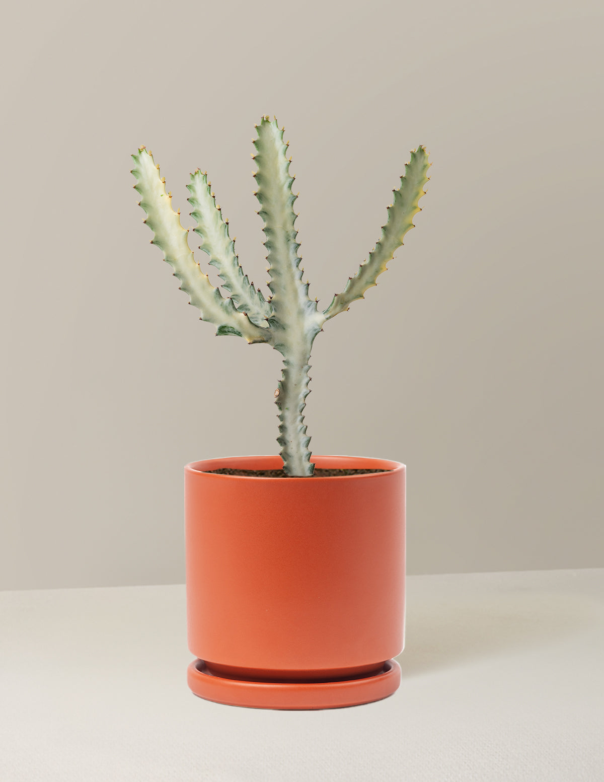 Euphorbia White Ghost