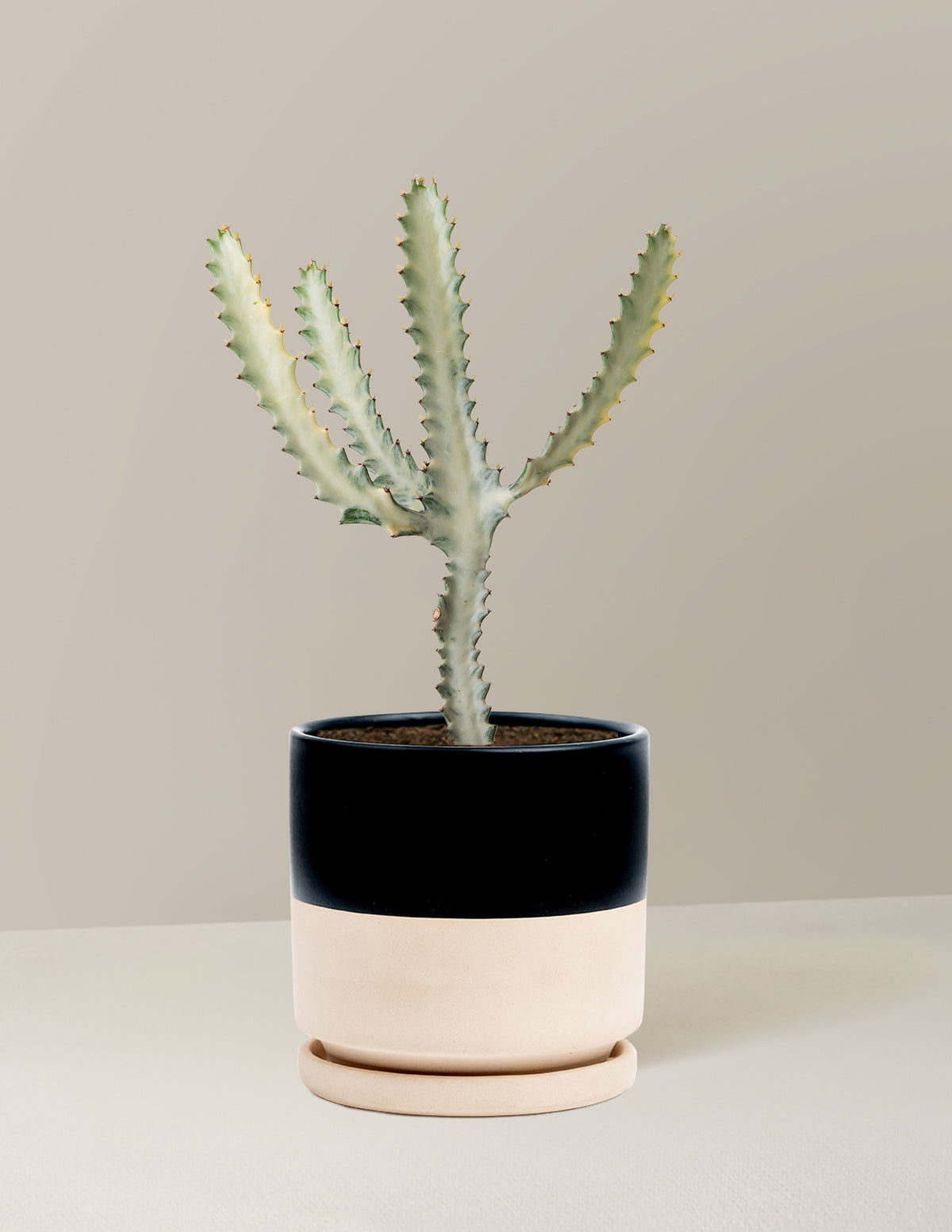 Euphorbia White Ghost