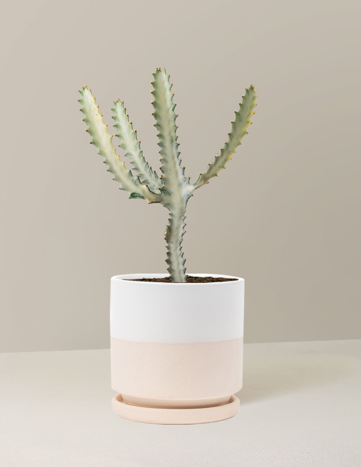 Euphorbia White Ghost