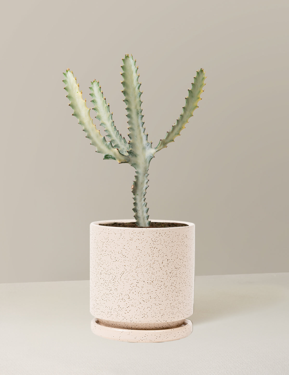 Euphorbia White Ghost