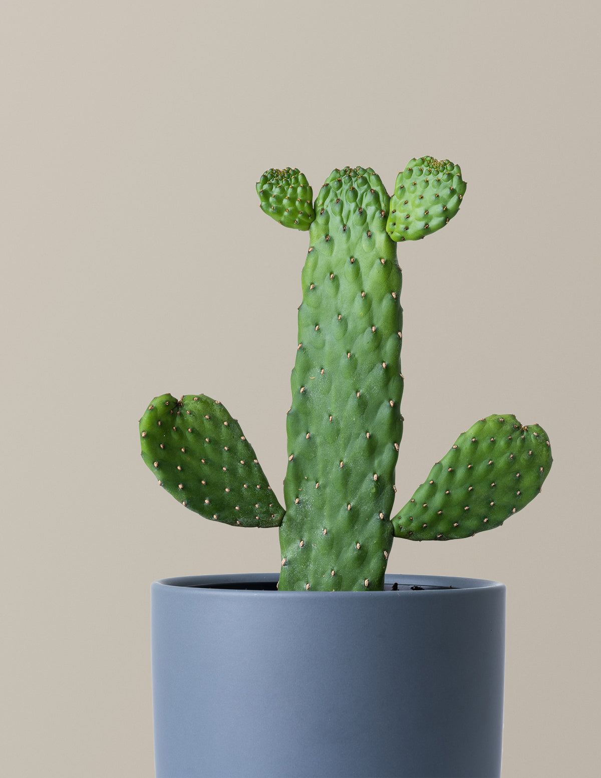 Opuntia monacantha 'Joseph's Coat' - Dikenli İncir Kaktüsü