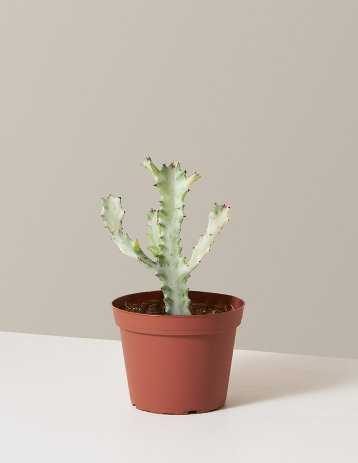 Euphorbia White Ghost