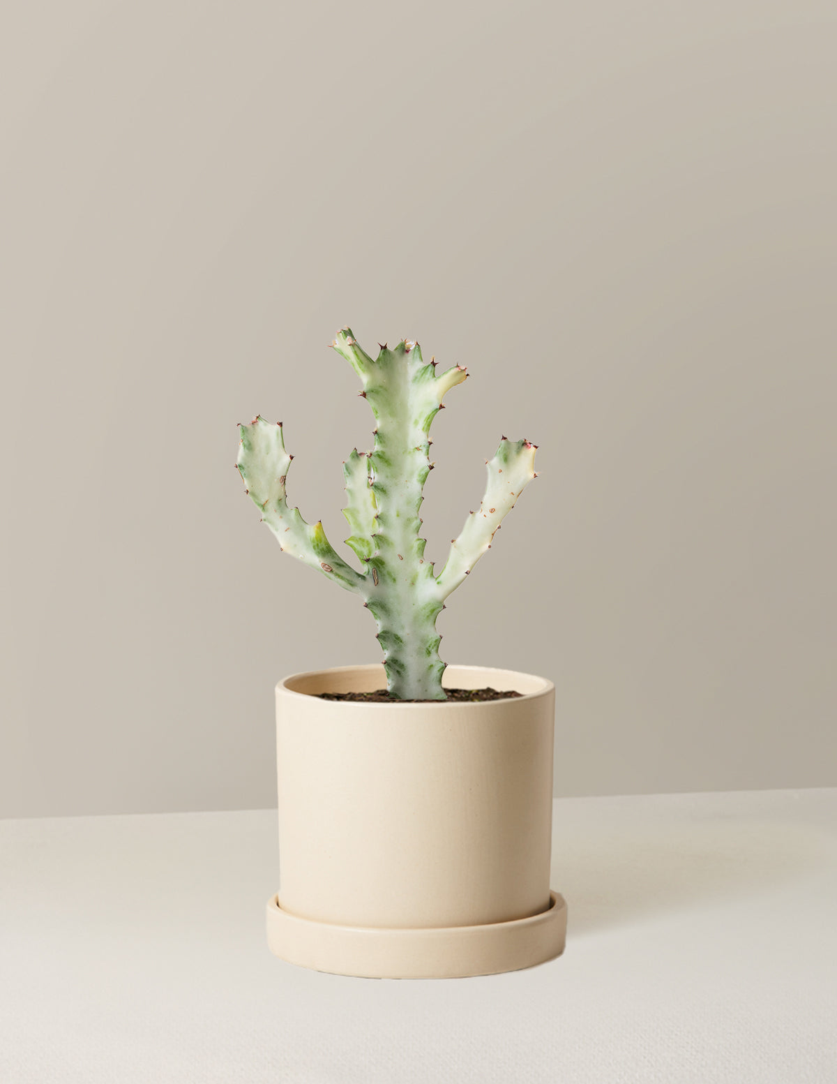 Euphorbia White Ghost