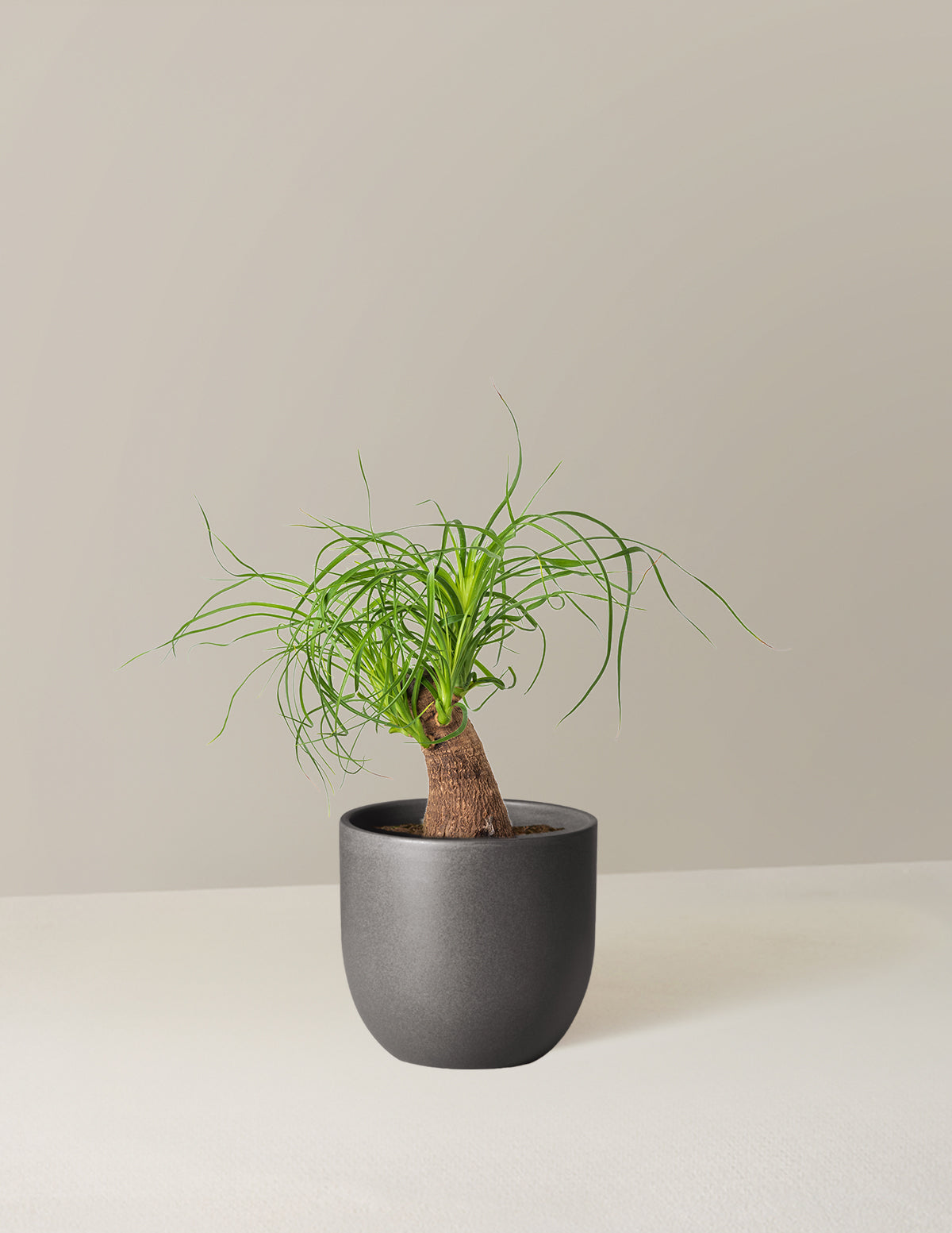 Ponytail Palm (Beaucarnea recurvata)