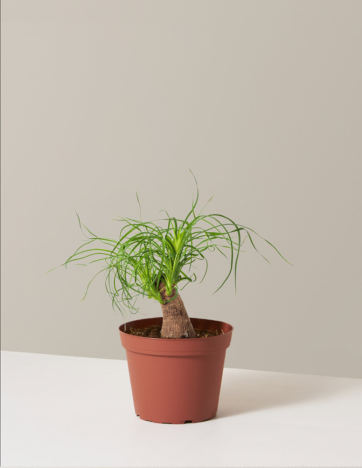 Ponytail Palm (Beaucarnea recurvata)