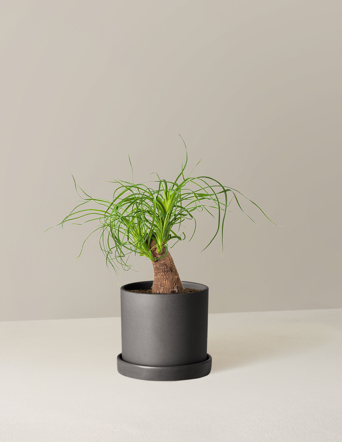 Ponytail Palm (Beaucarnea recurvata)