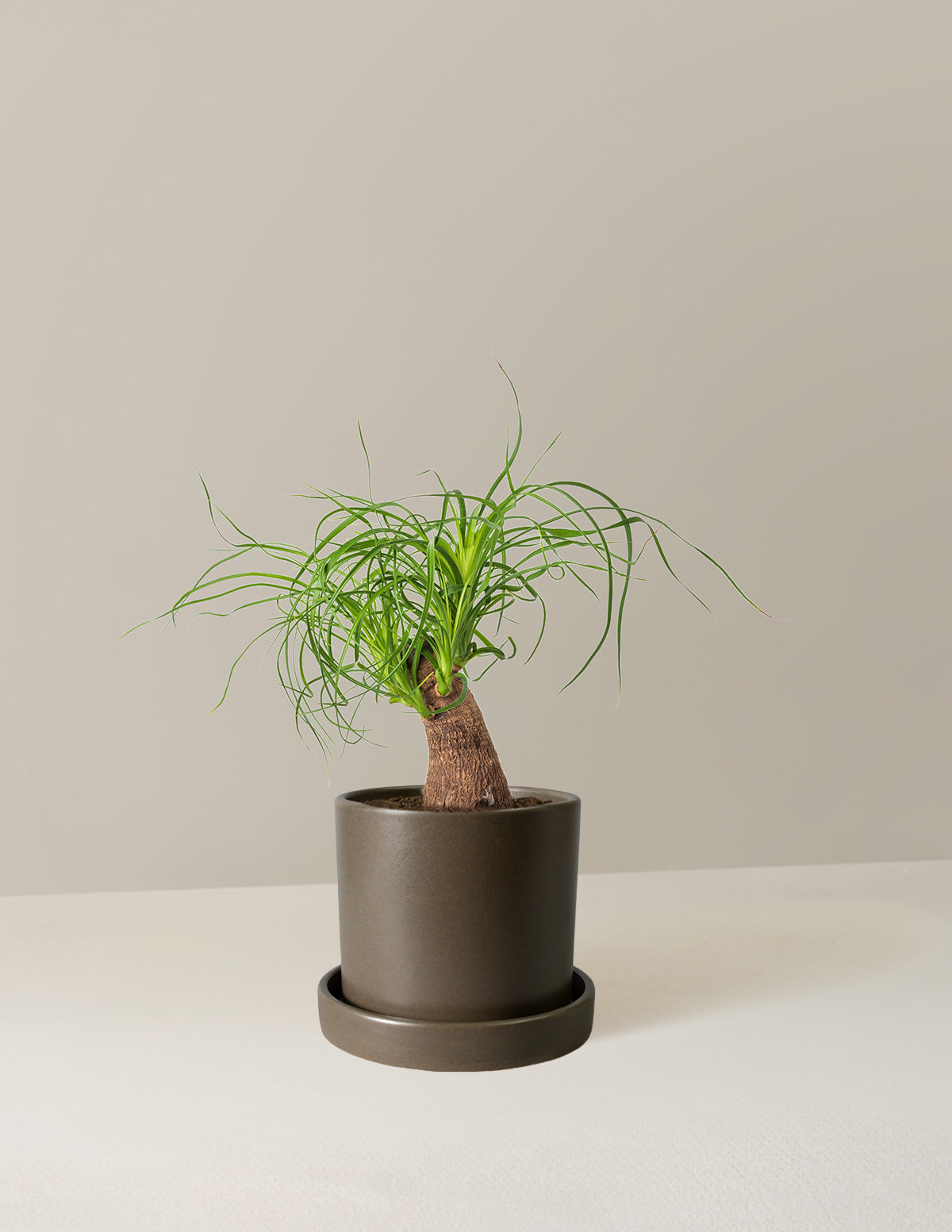 Ponytail Palm (Beaucarnea recurvata)