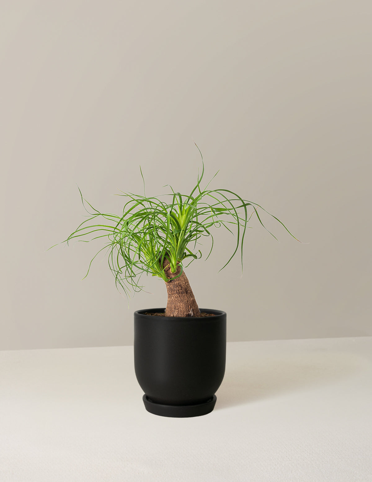 Ponytail Palm (Beaucarnea recurvata)