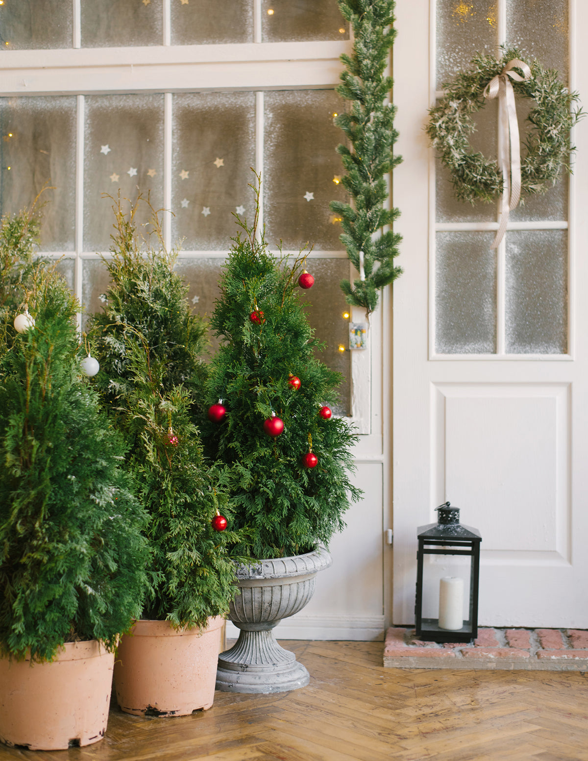 Thuja Virginian™
