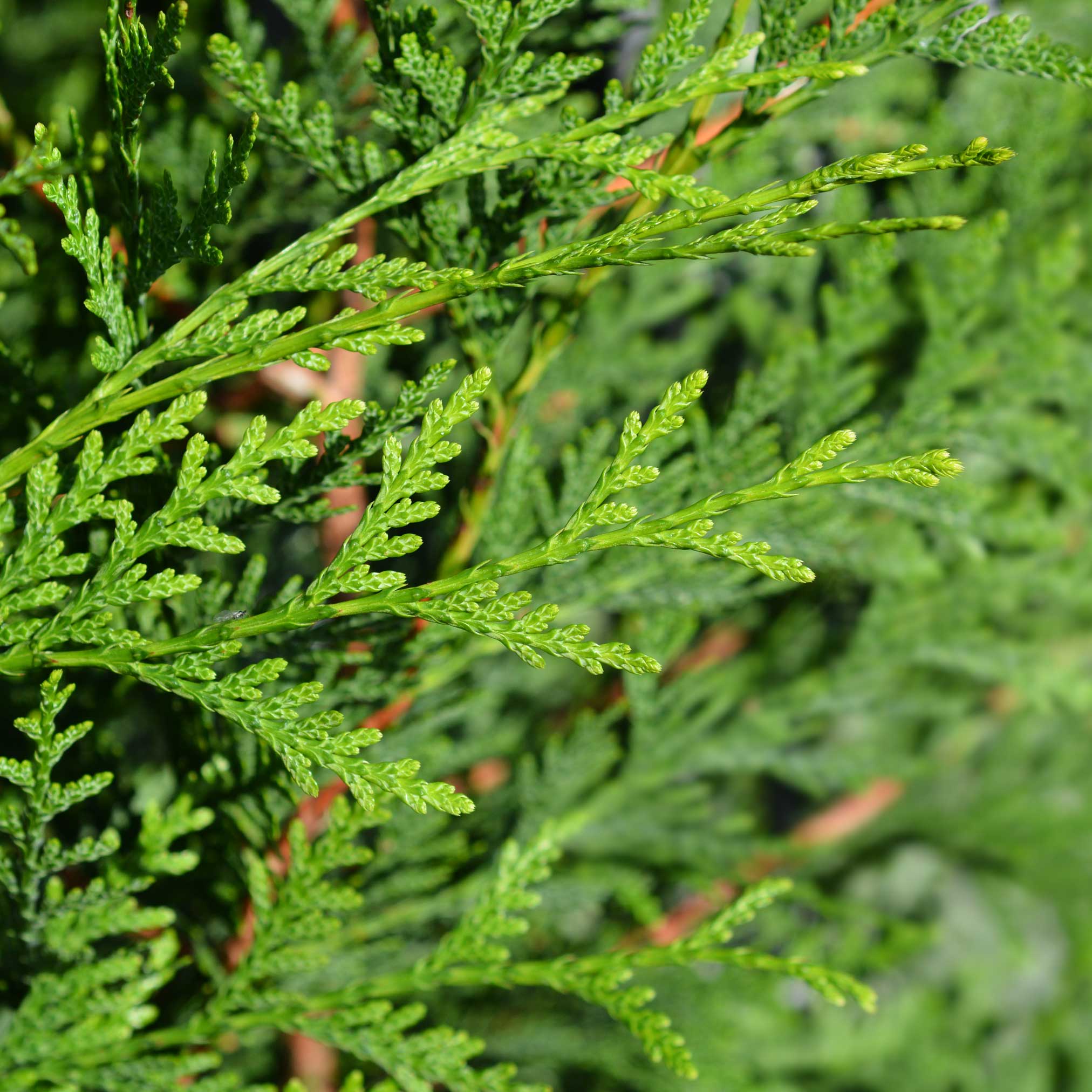 Thuja Green Giant (Dev Mazı)