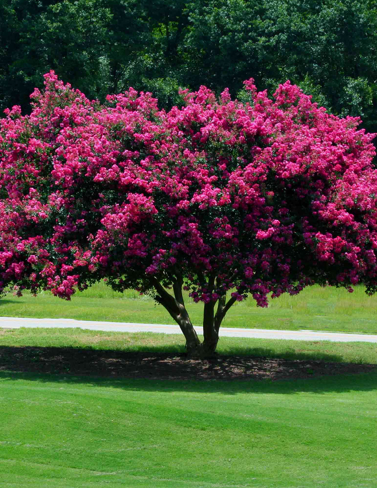 Tuscarora Crapemyrtle (Oya Ağacı)